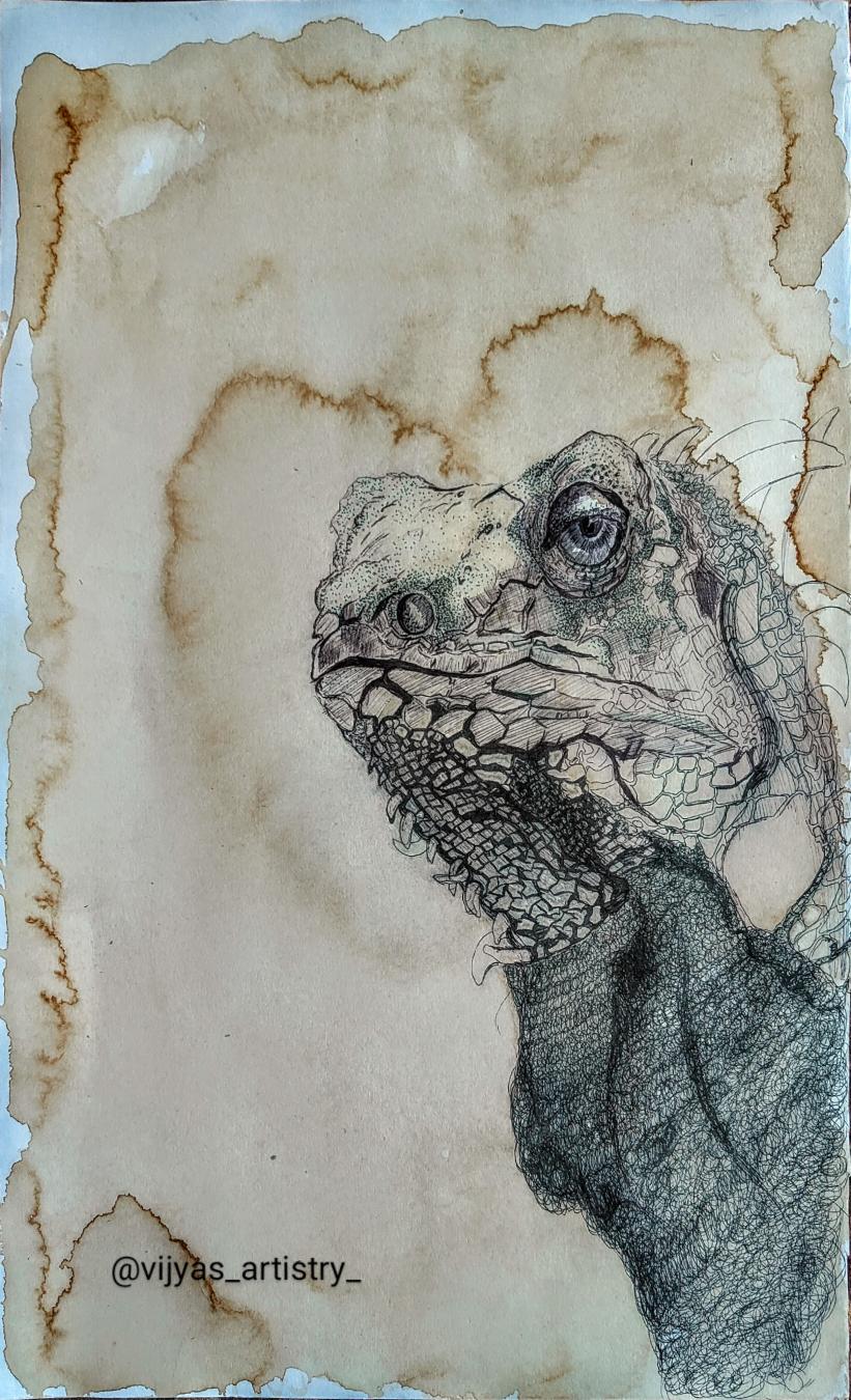 Iguana ink drawing